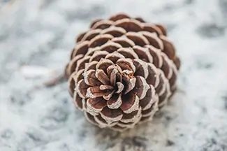 Vereen Memorial Gardens Pine Cone Close Up, Little River, South Carolina