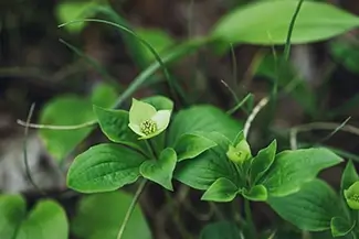Voyagers National Park Green Leaves and Delicate Bloom, International Falls, Minnesota