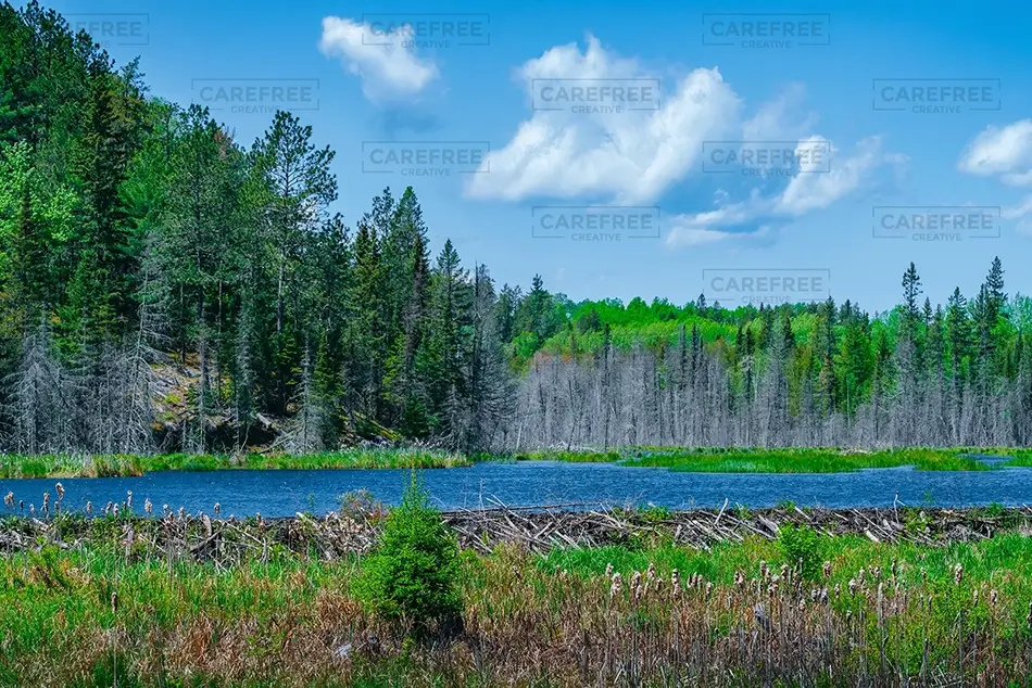 Voyagers National Park Lake and Forest View, International Falls, Minnesota · United States