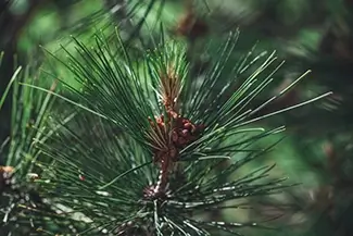 Warren Dunes State Park Pine Needle and Cone Detail, Sawyer, Michigan
