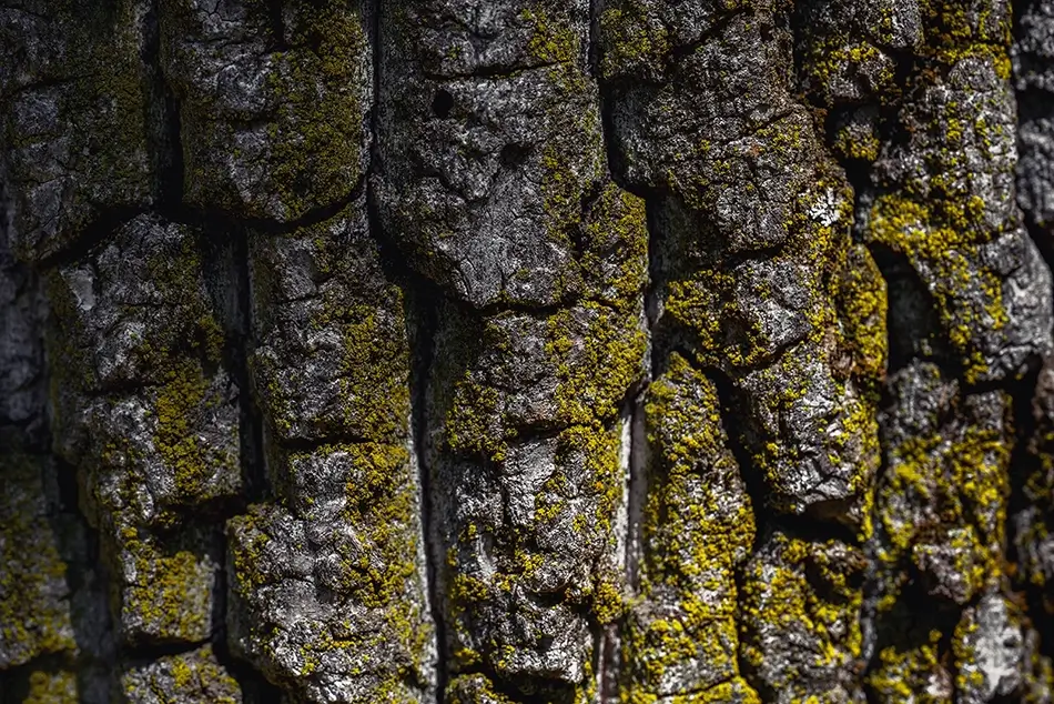 Warren Dunes State Park Textured Bark with Green Moss