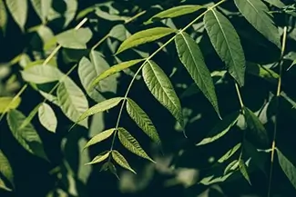 Warren Dunes State Park Green Leaves in Sunlight, Sawyer, Michigan