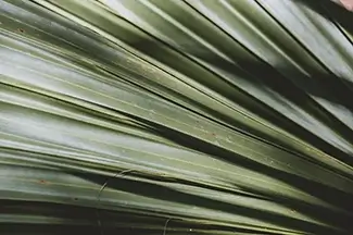 Washington Oaks Green Palm Frond, Palm Coast, Florida