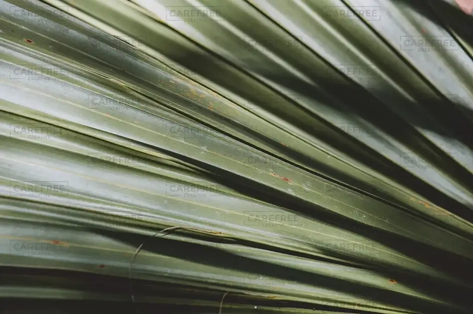 Washington Oaks Green Palm Frond, Palm Coast, Florida · United States