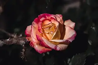 Washington Oaks Dewy Rose Portrait, Palm Coast, Florida