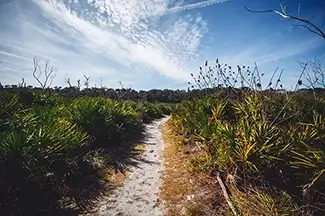Washington Oaks Sandy Path Vegetation, Palm Coast, Florida