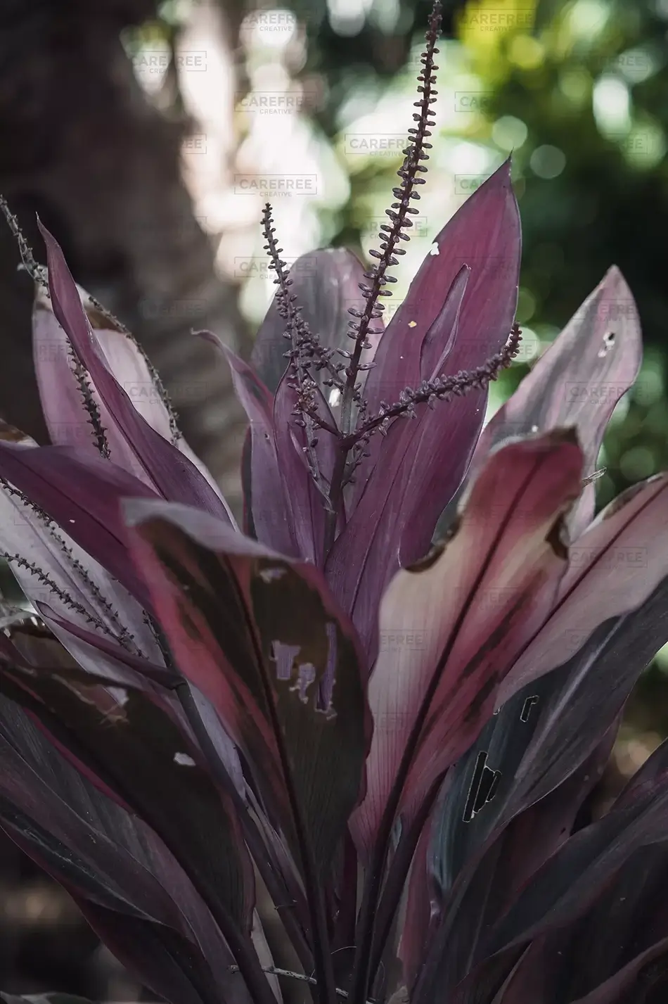Washington Oaks Purple Ti Plant Flora Majesty