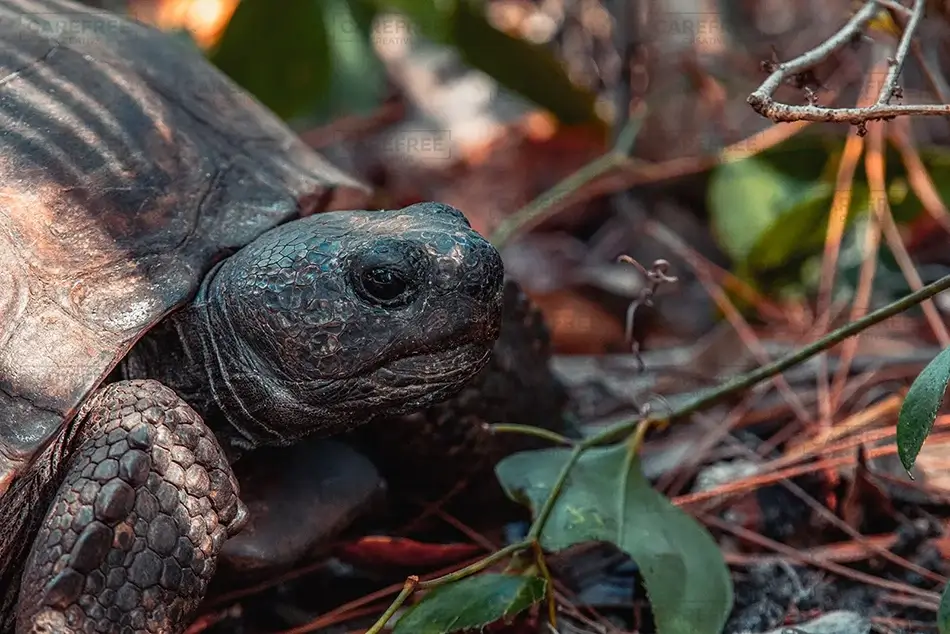 Weedon Island Preserve Gopher Tortoise Watch, St. Petersburg, Florida · United States