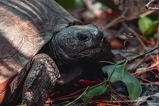 Weedon Island Preserve Gopher Tortoise Amongst the Leaves, St. Petersburg, Florida
