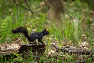 Wellesley Island State Park Black Squirrel On Log