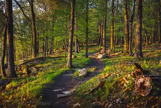 Wellesley Island State Park Forest Trail Benches