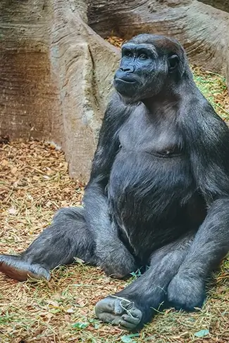Western Lowland Gorilla Contemplative Pose, Boston, Massachusetts