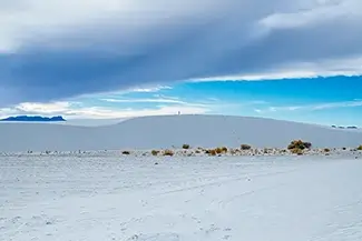 White Sands National Park Desert Flora Contrast, New Mexico