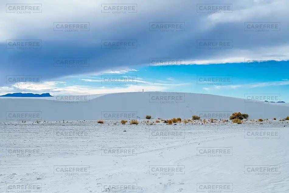White Sands National Park Desert Flora Contrast, New Mexico · United States