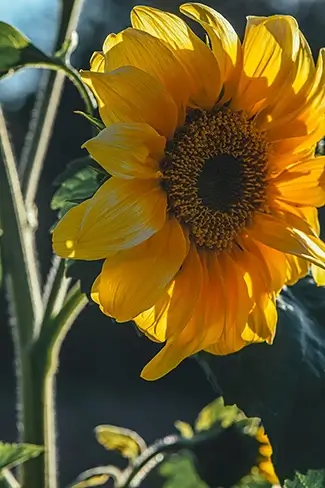 Willamette Mission Park Sunlit Soraya Sunflower, Keizer, Oregon