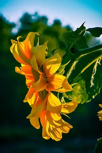 Willamette Mission Park Evening Glow Of A Soraya Sunflower, Keizer, Oregon