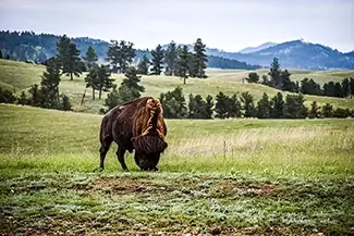 Wind Caves National Park Grazing Bison, South Dakota