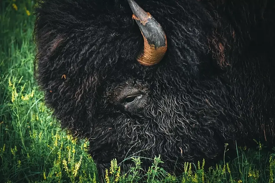 Wind Caves National Park Pastoral Bison, South Dakota · United States