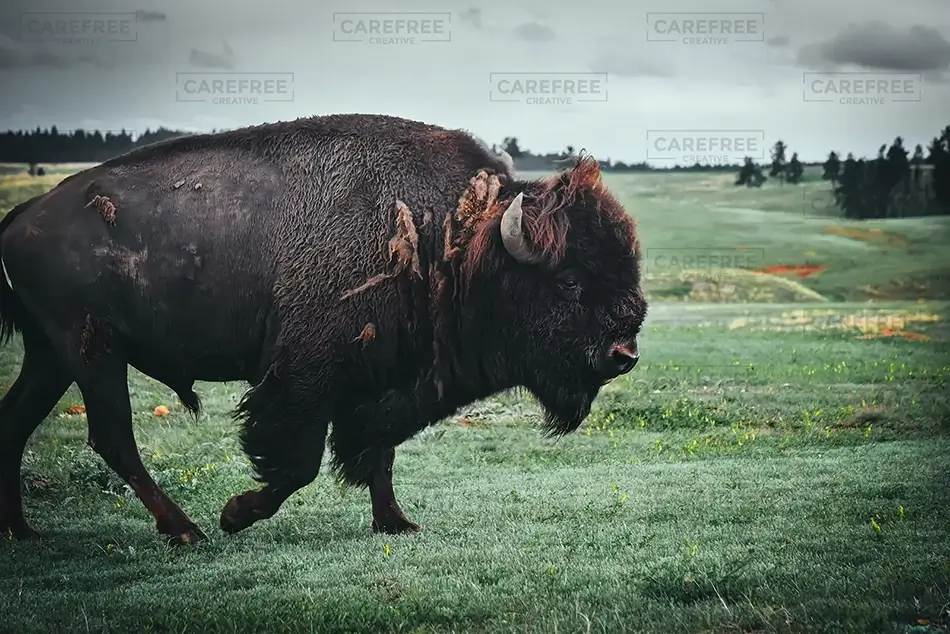 Wind Caves National Park Stoic Bison, South Dakota · United States
