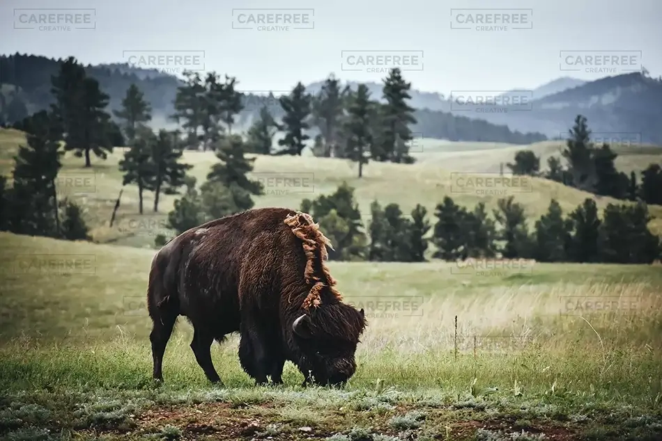 Wind Caves National Park Bison at Rest, South Dakota · United States
