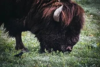 Wind Caves National Park Bison Profile, South Dakota