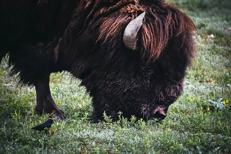 Wind Caves National Park Bison Profile, South Dakota · United States