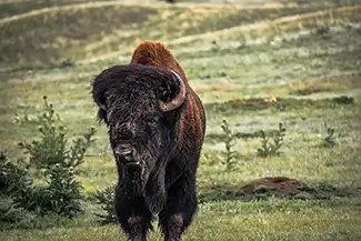 Wind Caves National Park Bison Portrait, South Dakota