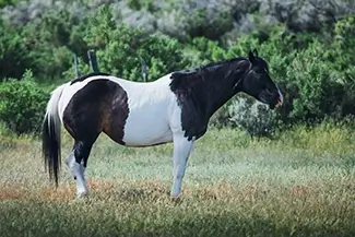 Wyoming Majestic Black and White Horse, Wyoming