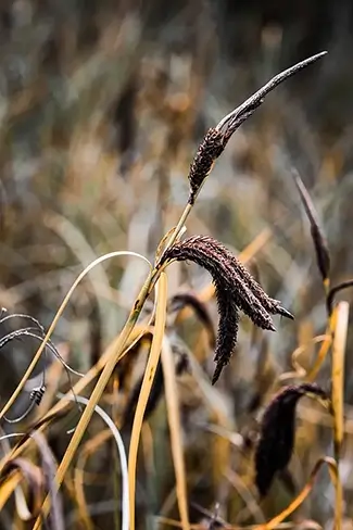Yaquina Bay State Recreation Site Fading Slough Sedge Wildflower, Newport, Oregon
