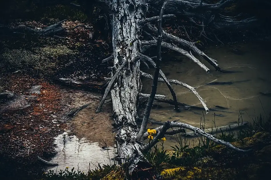 Yellowstone National Park Dead Tree, Yellowstone National Park, Wyoming · United States