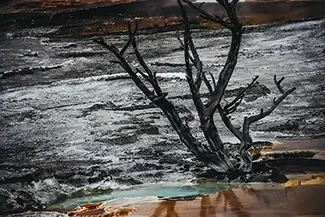 Yellowstone National Park Apolocalytic Hot Spring Tree, Yellowstone National Park, Wyoming