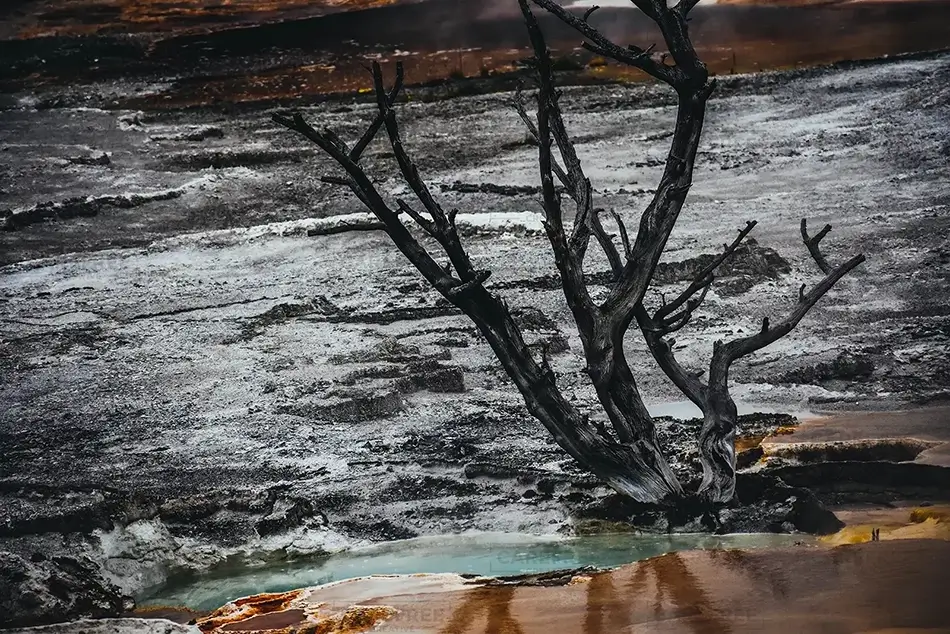 Yellowstone National Park Apolocalytic Hot Spring Tree, Yellowstone National Park, Wyoming · United States