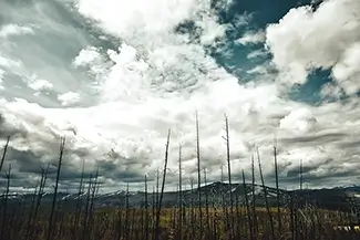 Yellowstone National Park Burnt Forest, Yellowstone National Park, Wyoming