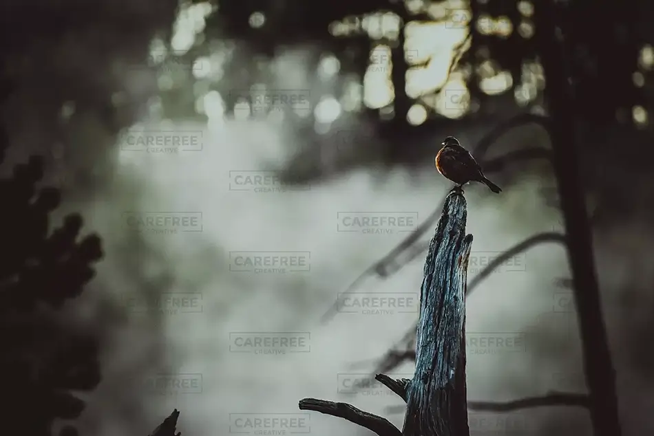 Yellowstone National Park Steamy Bird on Burnt Tree, Yellowstone National Park, Wyoming · United States
