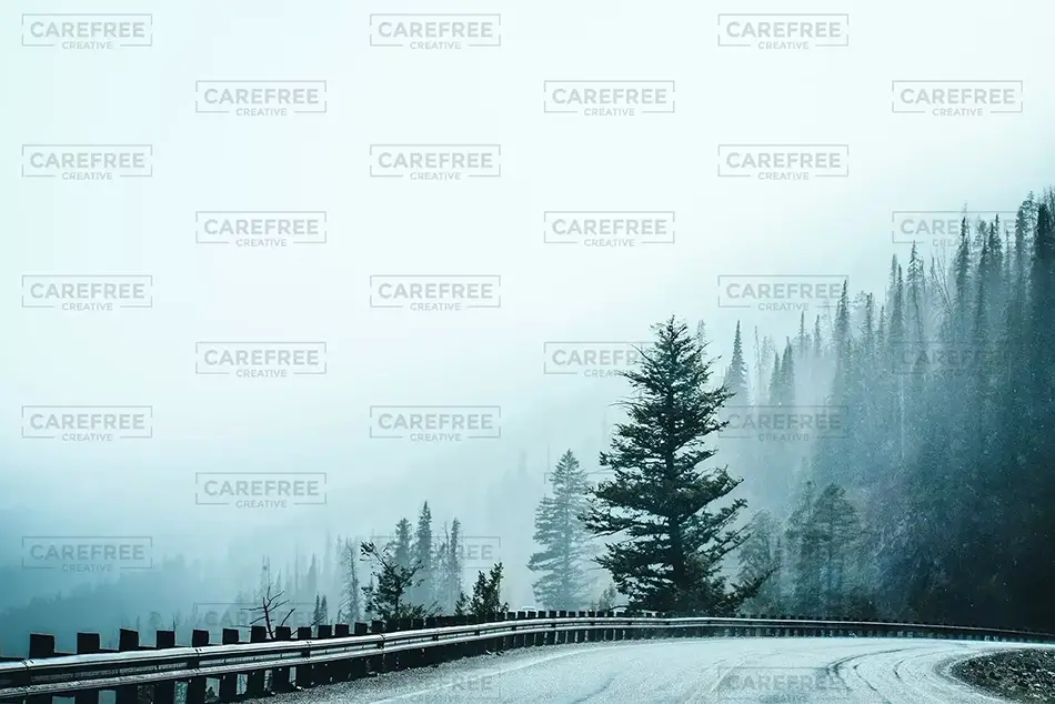 Yellowstone National Park Light Forest Gradient, Yellowstone National Park, Wyoming · United States