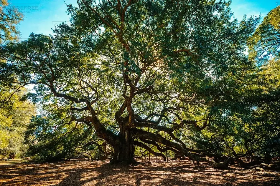 General Section Image