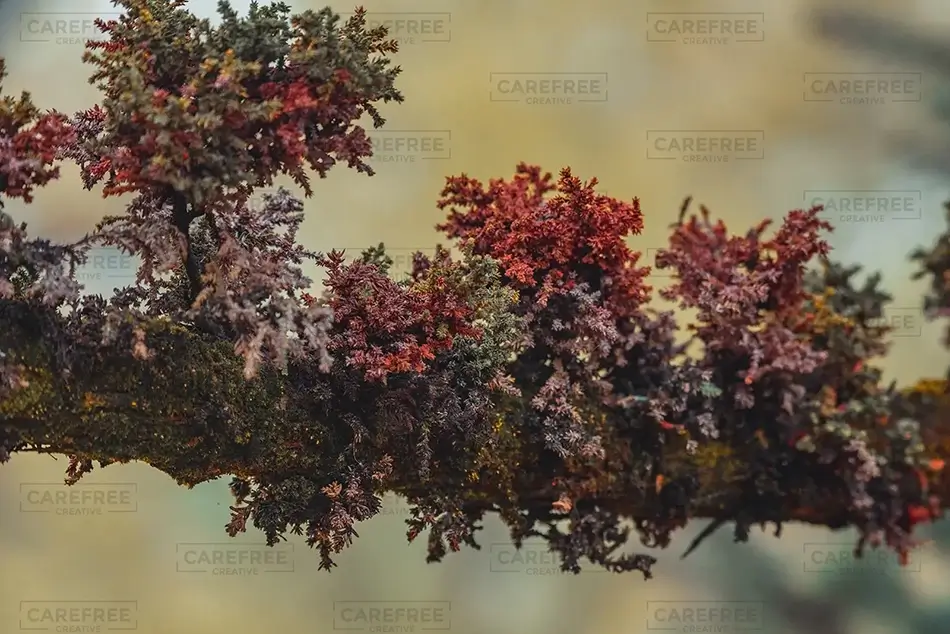 General Section Image