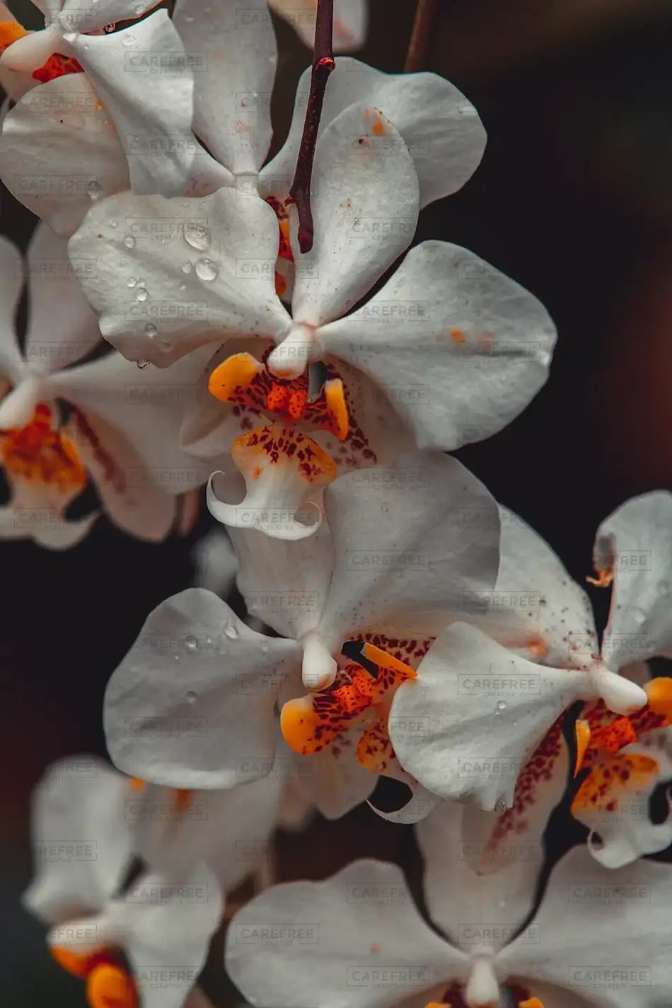 General Section Image