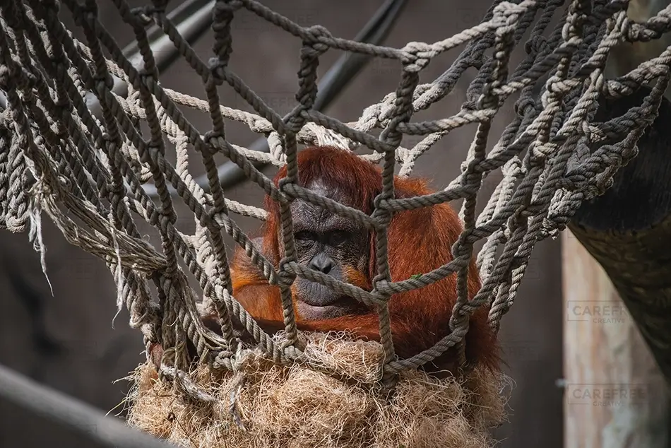 General Section Image