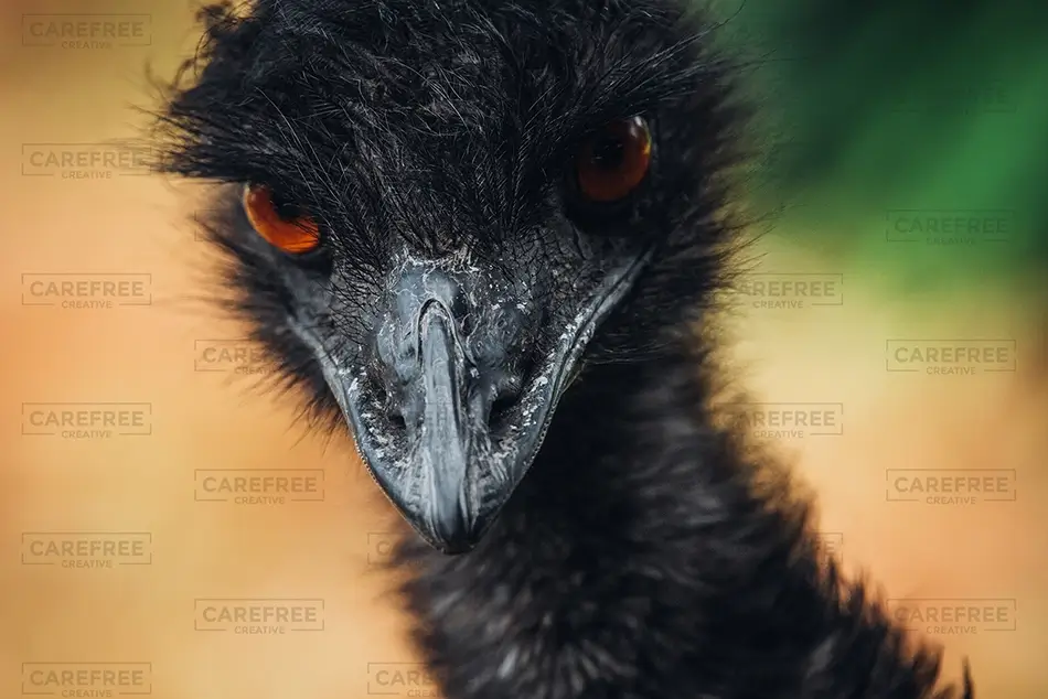 General Section Image