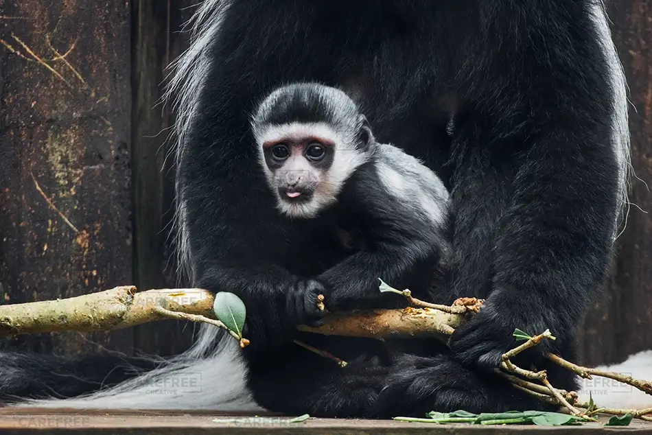 General Section Image