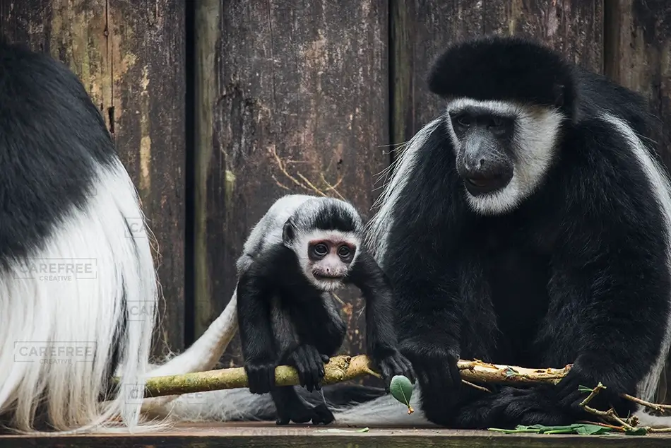 General Section Image