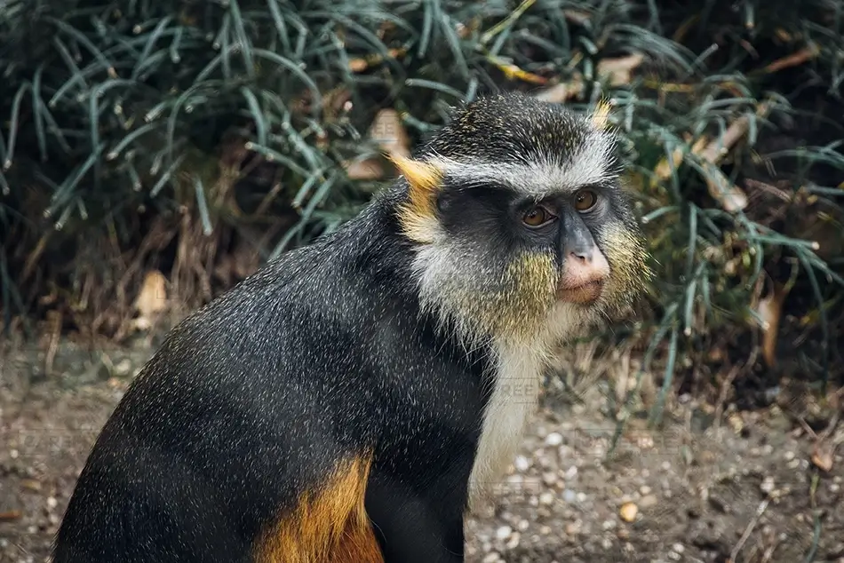 General Section Image