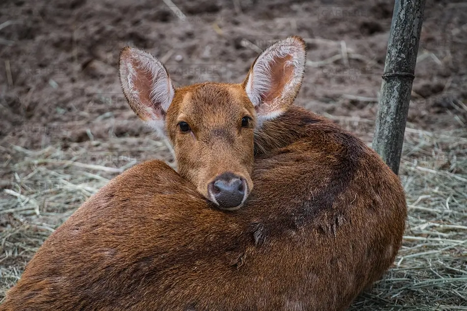 General Section Image