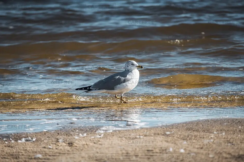 General Section Image