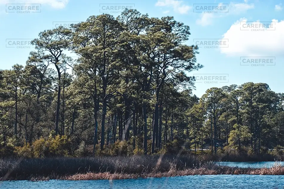 General Section Image