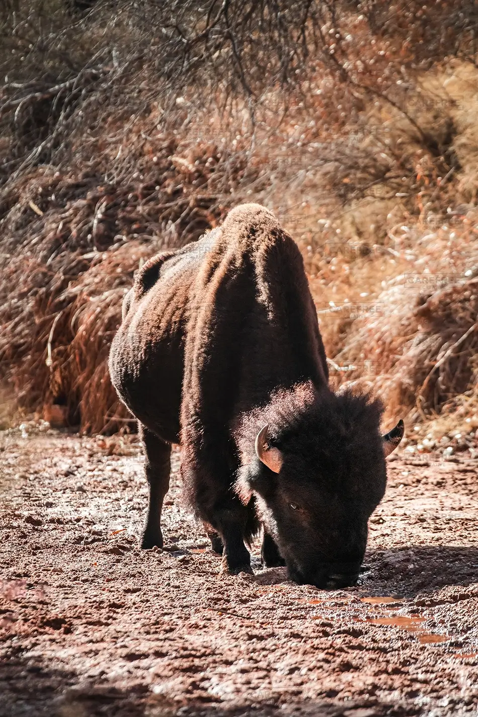 General Section Image