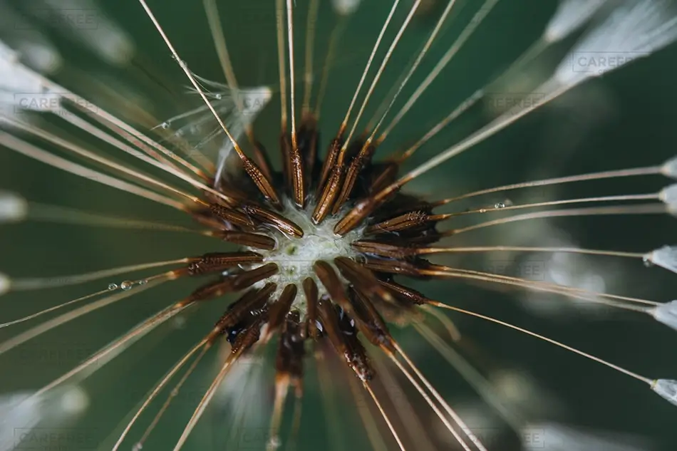 General Section Image