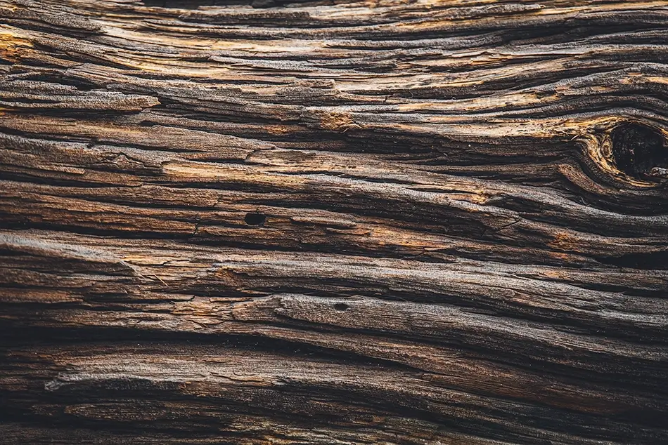 General Section Image