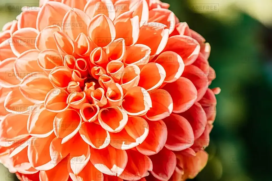 General Section Image